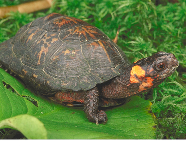 bog turtle (Glyptemys muhlenbergii) George Grall ©National Aquarium