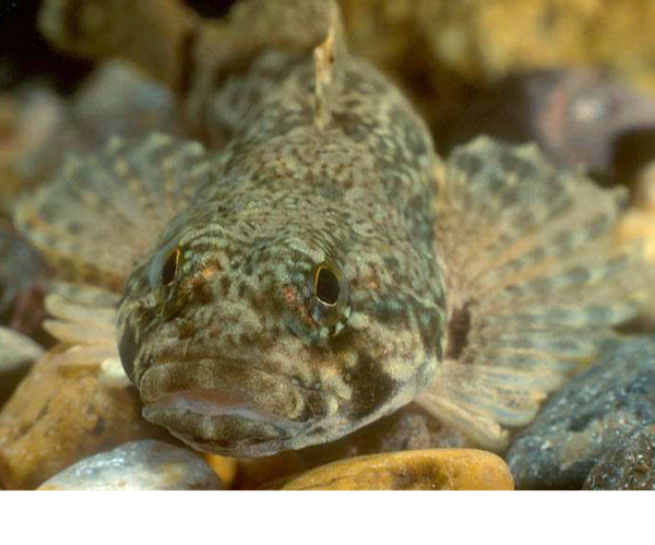 checkered sculpin Cottus n.sp. ©Rob Criswell