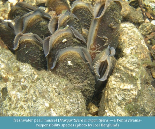 freshwater pearl mussel Margaritifera margaritifera Joel Berglund