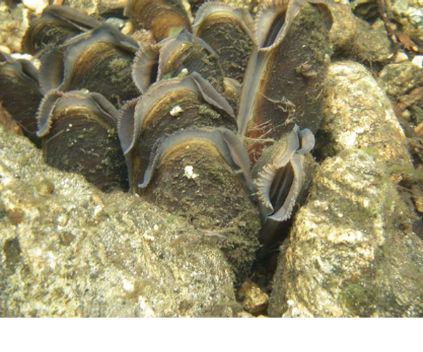 freshwater pearl mussel Margaritifera margaritifera Joel Berglund