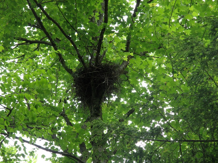 goshawk nest © Don Watts