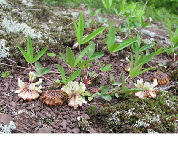 Kates Mountain clover Trifolium virginicum ©Roger Earl Latham