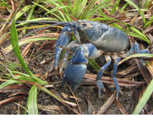 Monongahela crayfish Cambarus monongalensis ©Roger Earl Latham