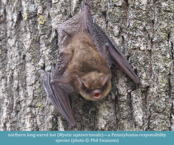 northern long-eared bat Myotis septentrionalis ©Phil Swanson