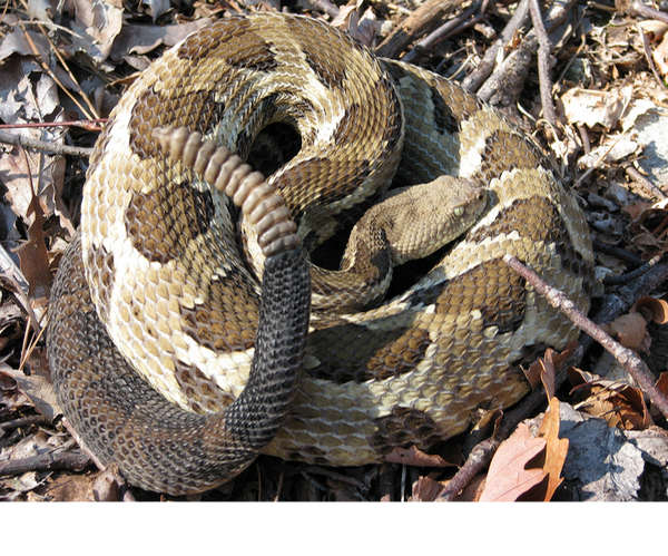 timber rattlesnake Crotalus horridus ©Richard Sanderson