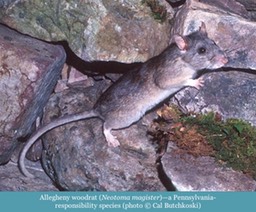 Allegheny woodrat Neotoma magister ©Cal Butchkoski