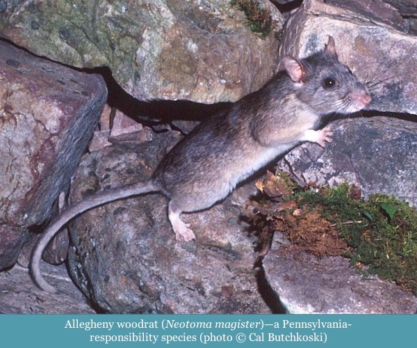 Allegheny woodrat Neotoma magister ©Cal Butchkoski