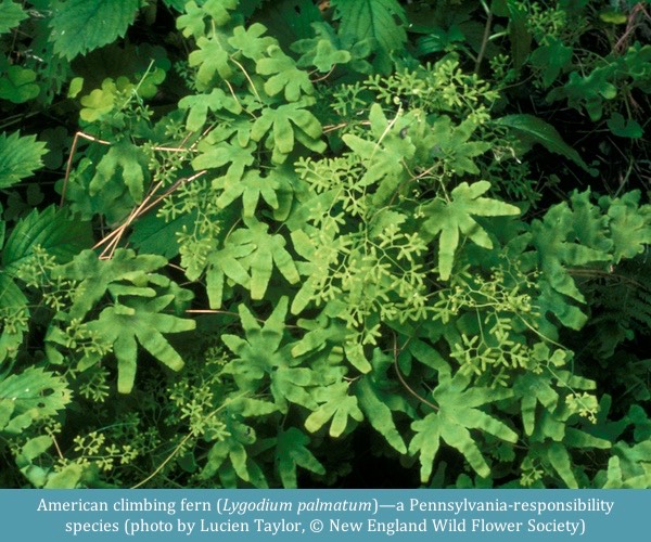 American climbing fern Lygodium palmatum Lucien Taylor ©NE Wildflower Soc