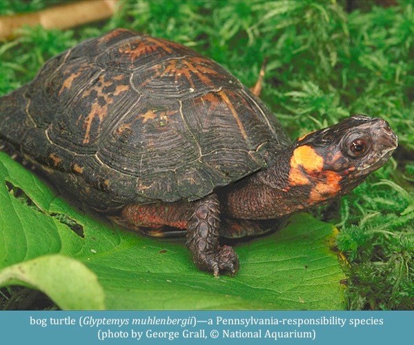 bog turtle Glyptemys muhlenbergii George Grall ©National Aquarium