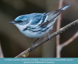 cerulean warbler Dendroica cerulea Wikimedia Commons