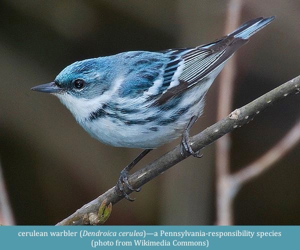 cerulean warbler Dendroica cerulea Wikimedia Commons