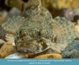 checkered sculpin Cottus n.sp. ©Rob Criswell