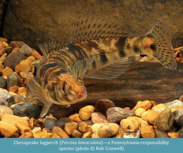 Chesapeake logperch Percina bimaculata ©Rob Criswell