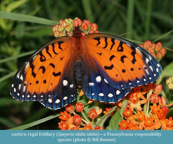 eastern regal fritillary Speyeria idalia idalia ©Bill Bouton