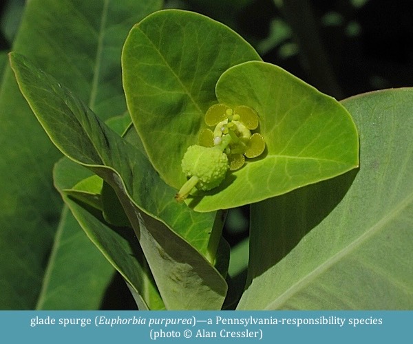 glade spurge Euphorbia purpurea ©Alan Cressler
