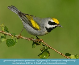 golden-winged warbler Vermivora chrysoptera ©www.briansmallphoto.com