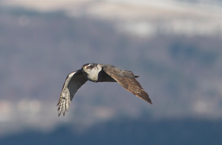 goshawk © Holly Merker