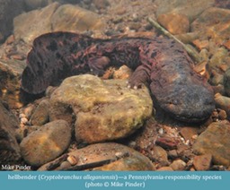 hellbender Cryptobranchus alleganiensis ©Mike Pinder