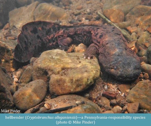 hellbender Cryptobranchus alleganiensis ©Mike Pinder