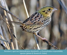 Henslow’s sparrow Ammodramus henslowii ©Howard B. Eskin