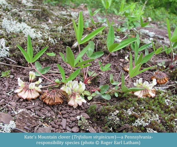 Kates Mountain clover Trifolium virginicum ©Roger Earl Latham