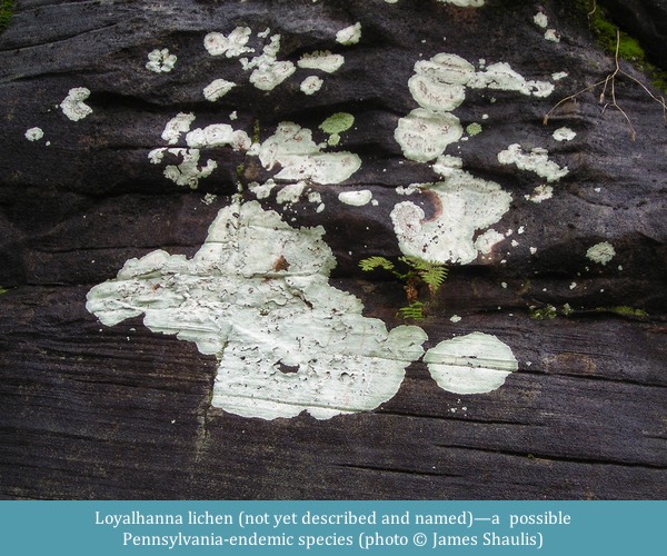 Loyalhanna lichen ©James Shaulis