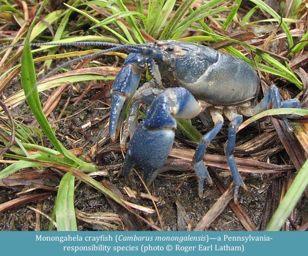 Monongahela crayfish Cambarus monongalensis ©Roger Earl Latham