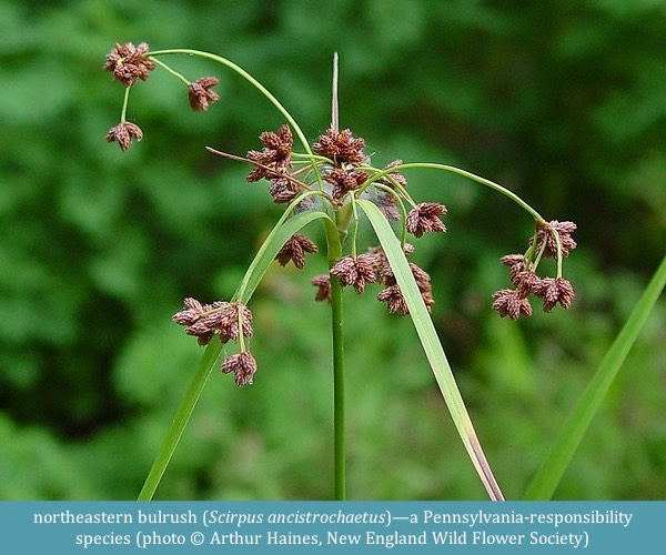 northeastern bulrush Scirpus ancistrochaetus ©Arthur Haines