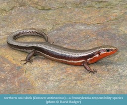 northern coal skink Eumeces anthracinus ©David Badger