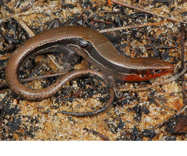 northern coal skink Eumeces anthracinus Troy Hibbitts