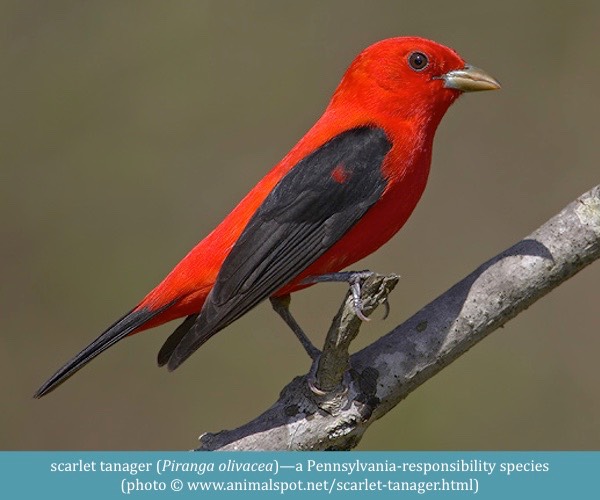 scarlet tanager Piranga olivacea www.animalspot.net