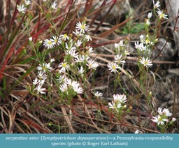 serpentine aster Symphyotrichum depauperatum ©Roger Earl Latham