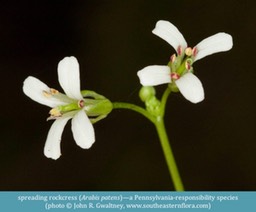 spreading rockcress Arabis patens ©John R. Gwaltney www.southeasternflora.com