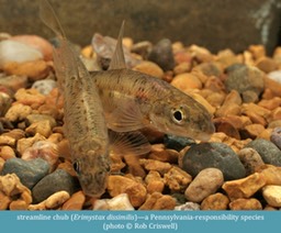 streamline chub Erimystax dissimilis ©Rob Criswell