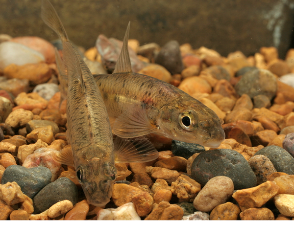 streamline chub Erimystax dissimilis ©Rob Criswell