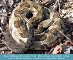 timber rattlesnake Crotalus horridus ©Richard Sanderson