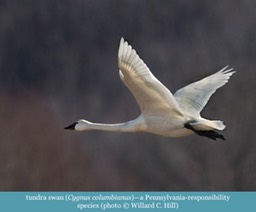 tundra swan Cygnus columbianus ©Willard C. Hill