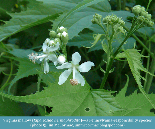 Virginia mallow Ripariosida hermaphrodita ©Jim McCormac