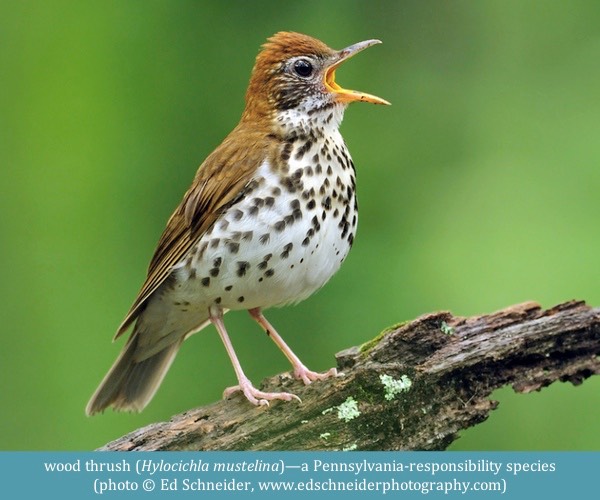 wood thrush Hylocichla mustelina ©Ed Schneider www.edschneiderphotography.com