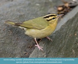 worm-eating warbler Helmitheros vermivorum ©Danny Bonilla