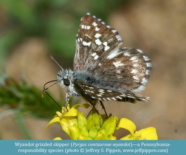 Wyandot grizzled skipper Pyrgus centaureae wyandot © Jeffrey S. Pippen